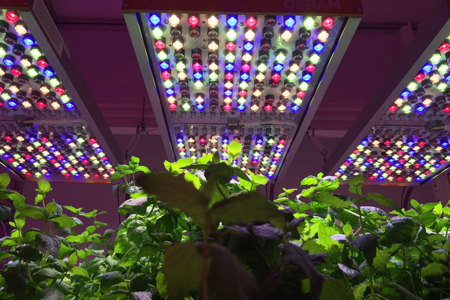 Osram představuje osvětlovací systém pro pěstování rostlin